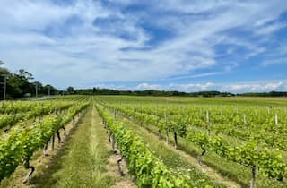 Vineyard rows at Castello di Borghese on Middle Road in Cutchogue