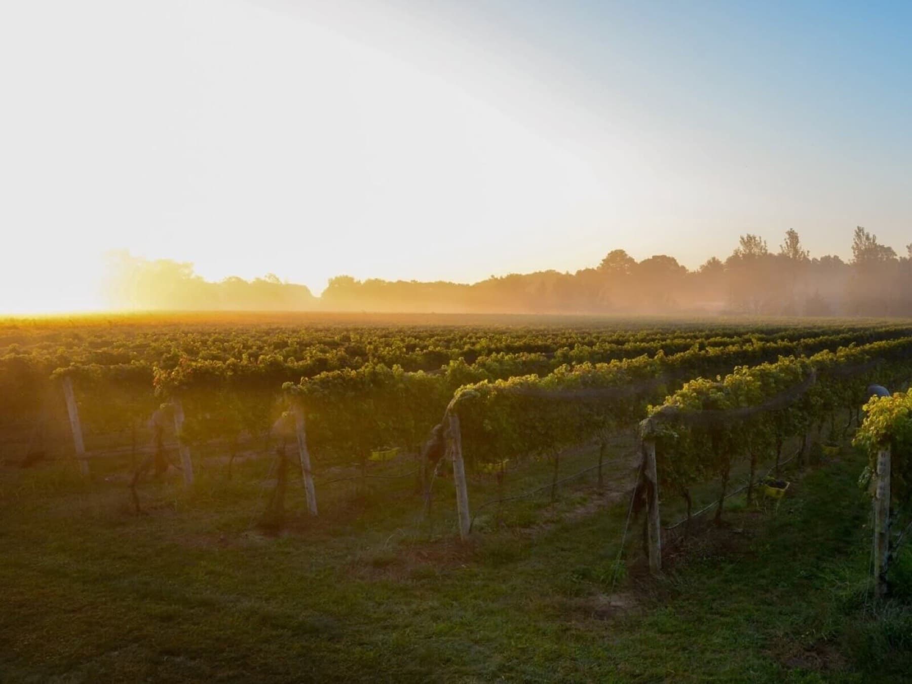 Croteaux Vineyards — photo 2