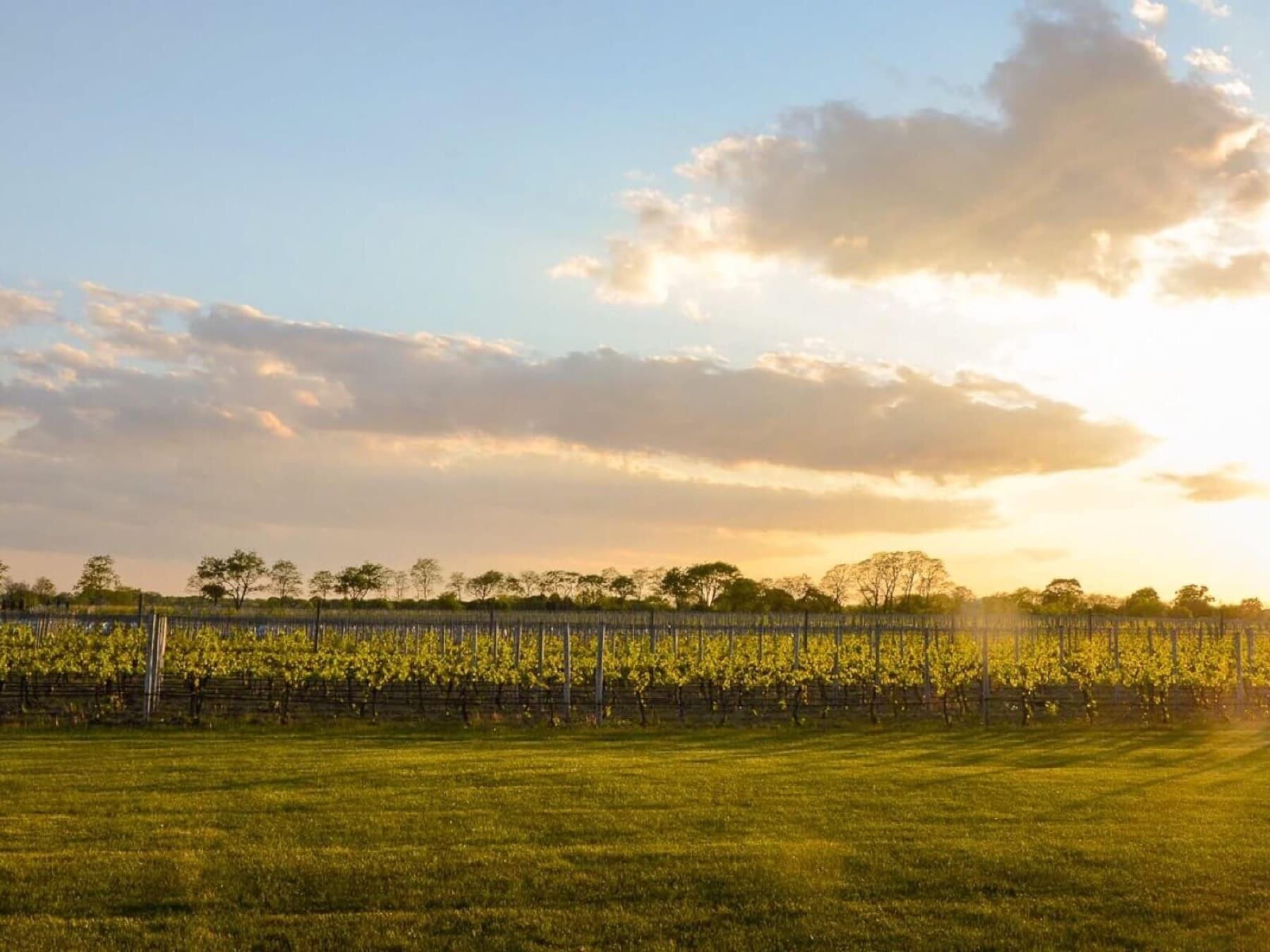 Croteaux Vineyards — photo 3