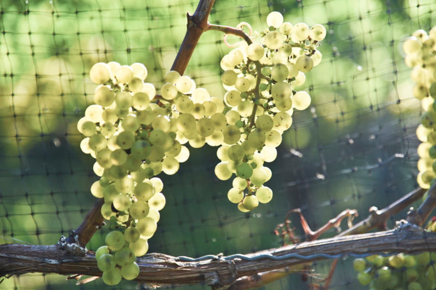 Harbes Vineyard — photo 2