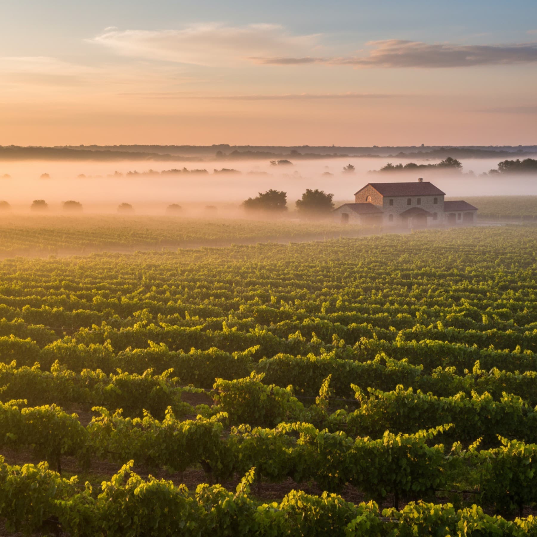 Macari Vineyards — photo 4