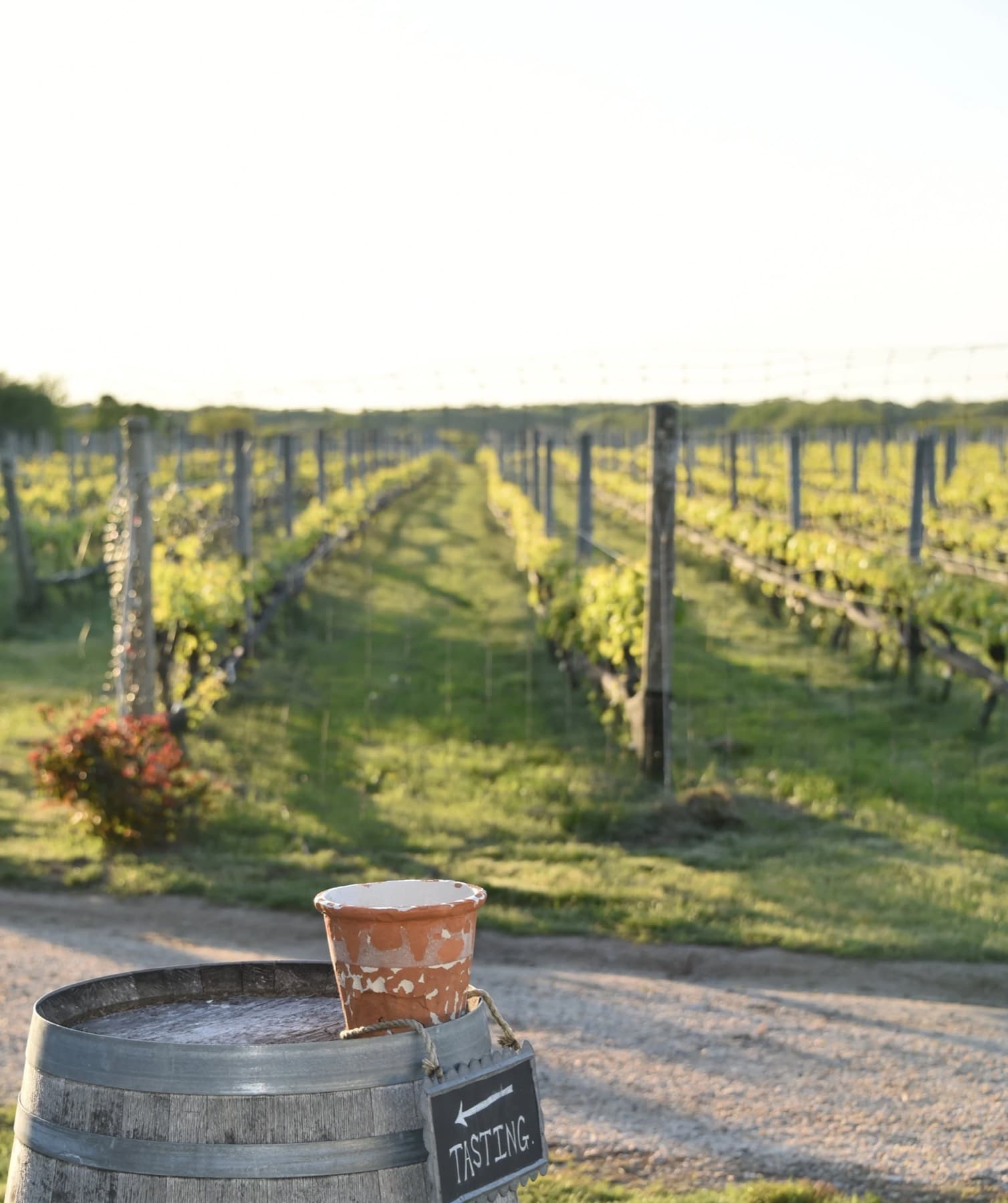Mattebella Vineyards — photo 1