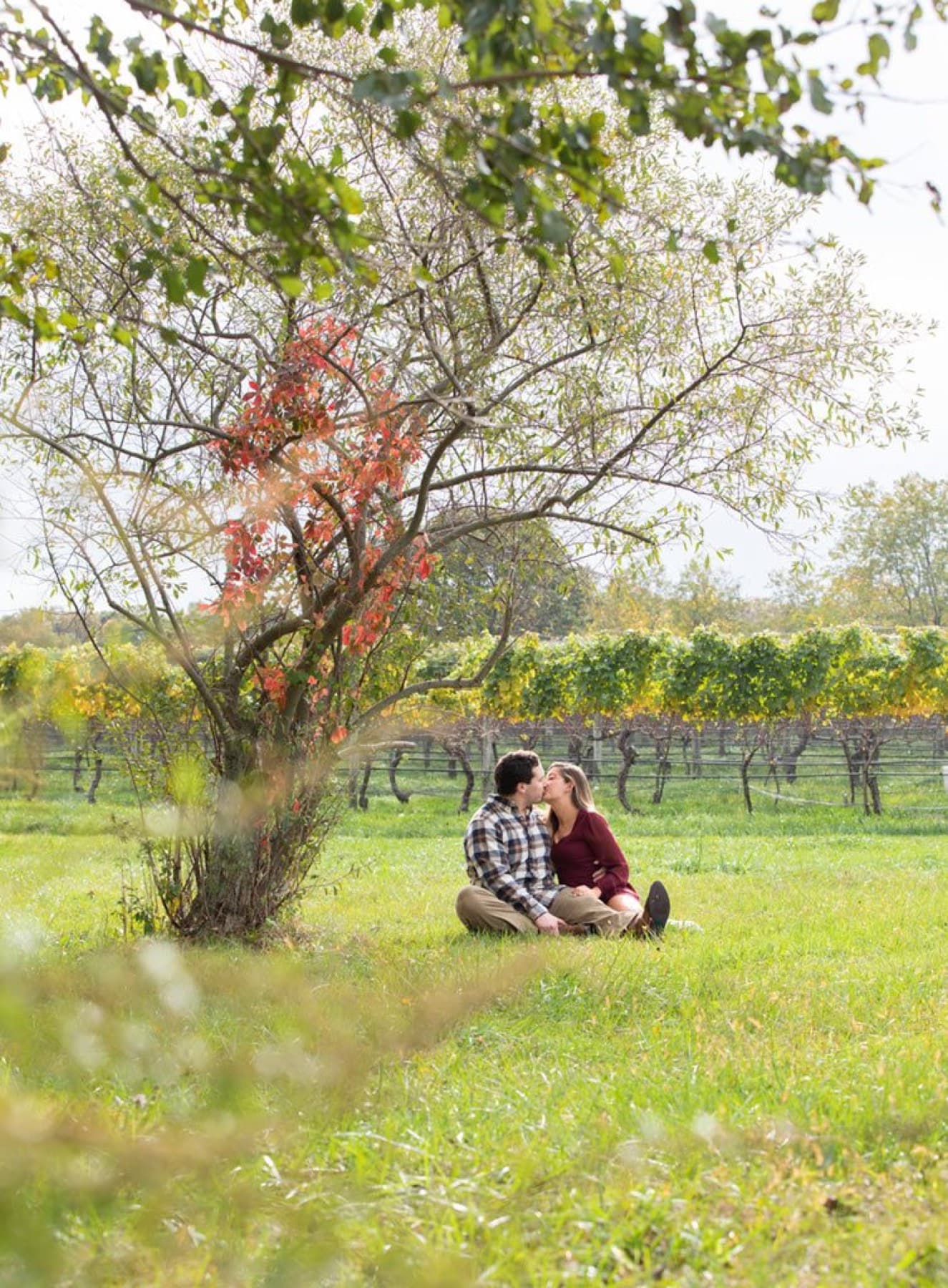 Pellegrini Vineyards — photo 3