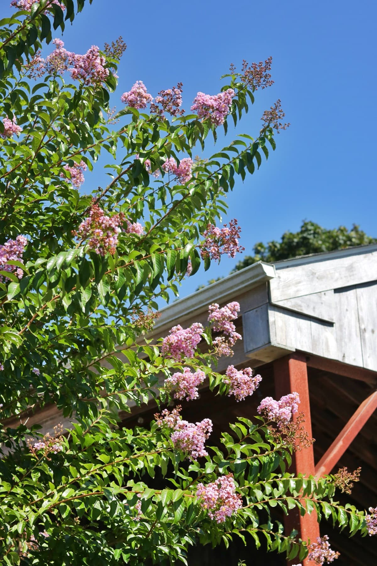 Rose Hill Vineyards — photo 4