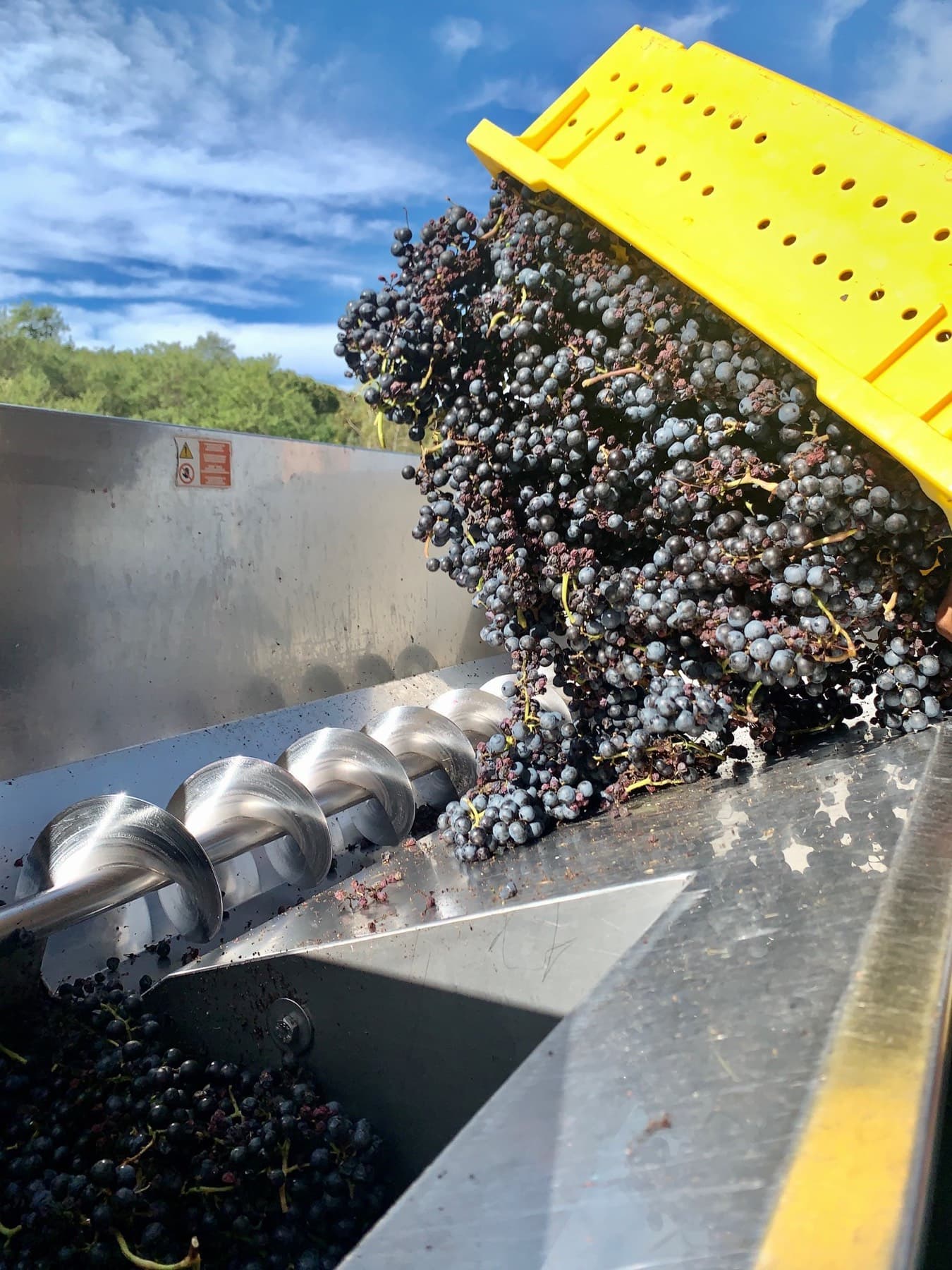 Sannino Vineyard — photo 4