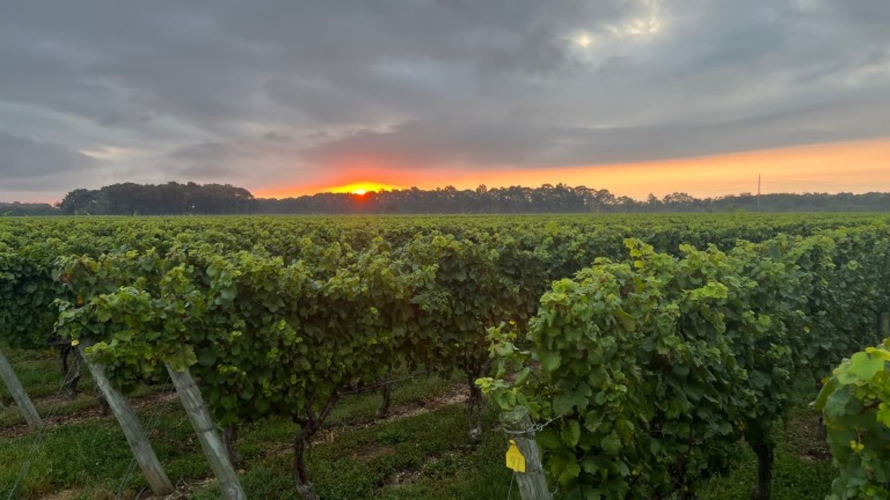 THEO Vineyard — photo 1