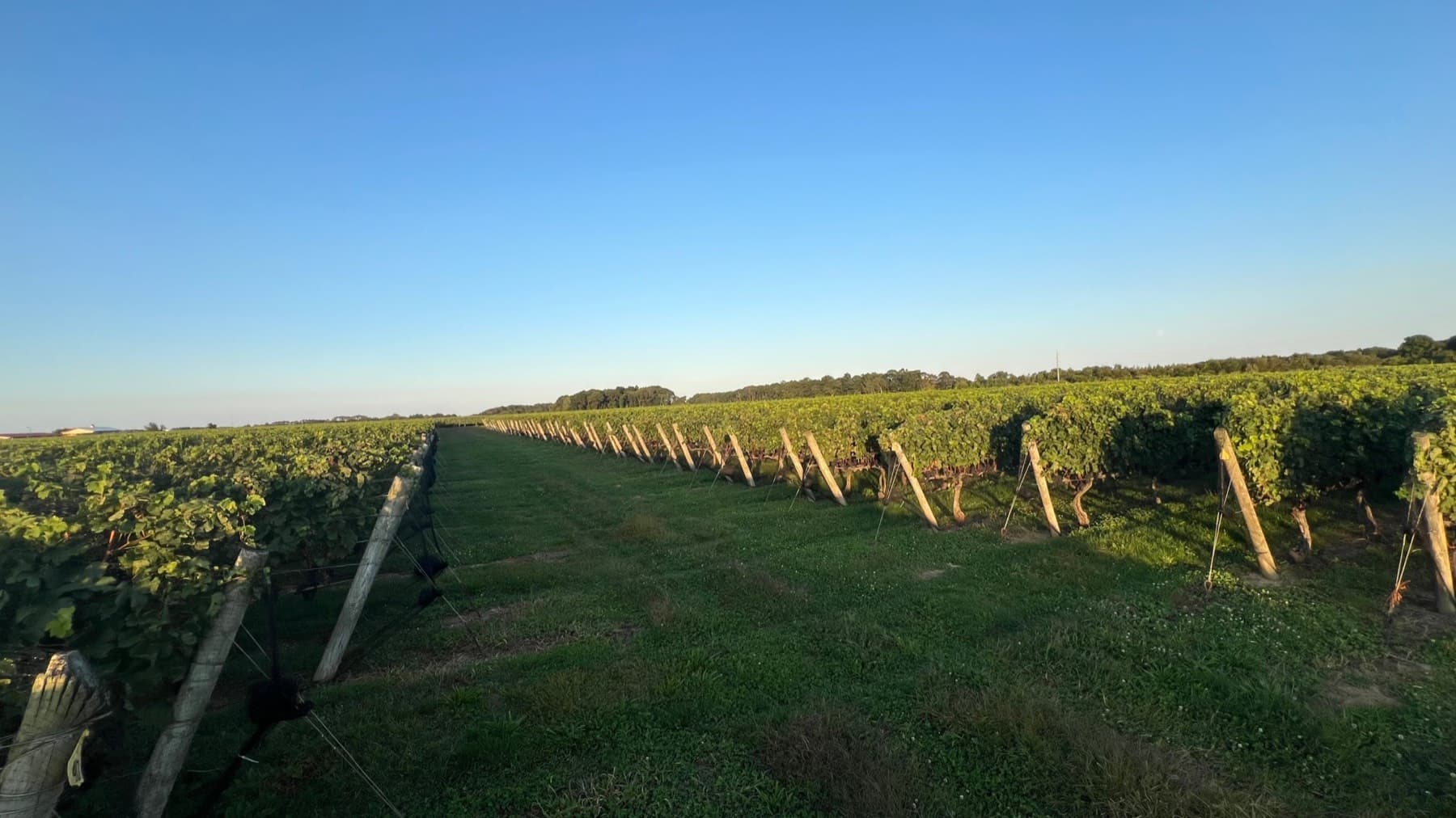 THEO Vineyard — photo 2