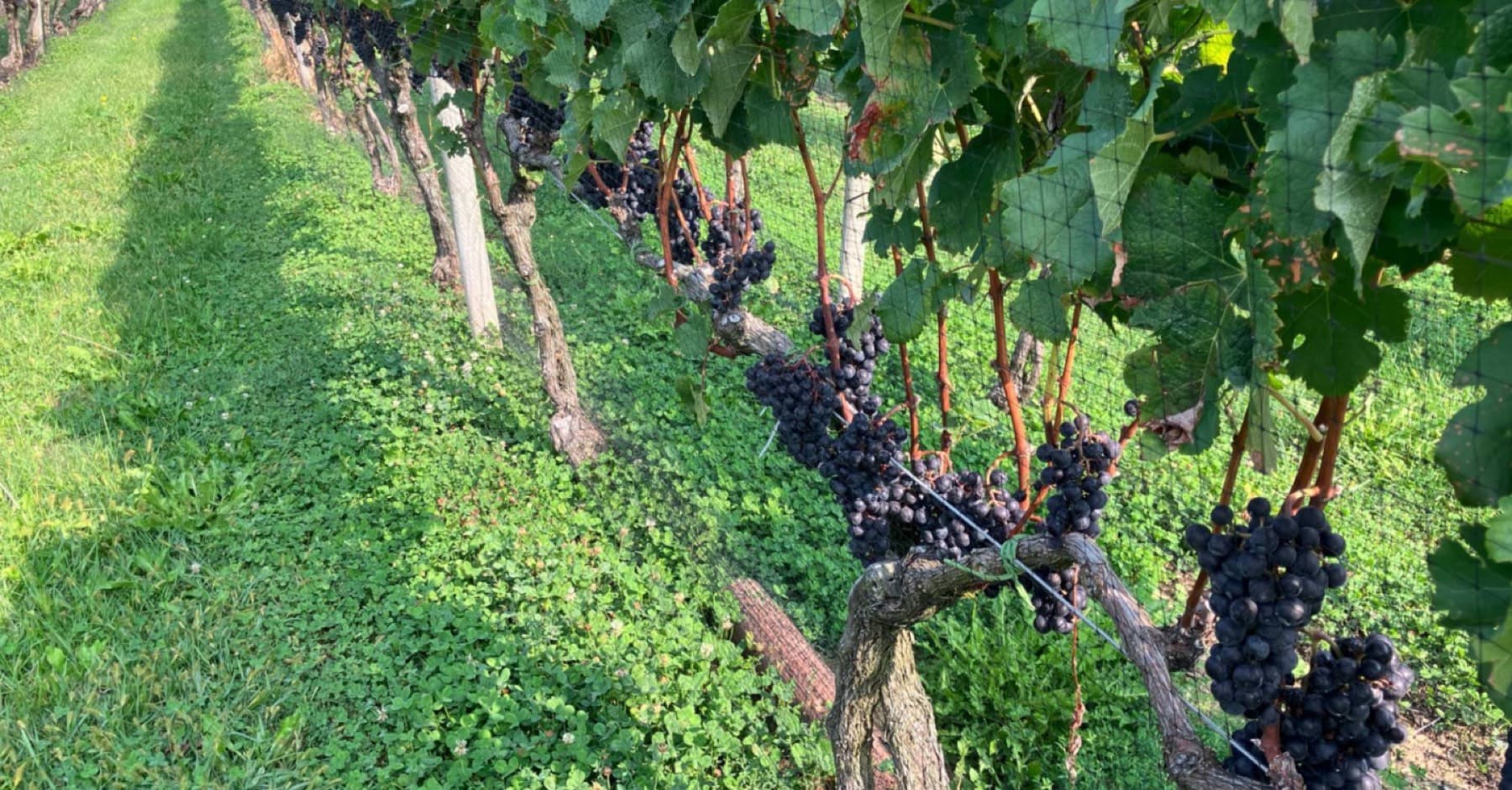 THEO Vineyard — photo 3