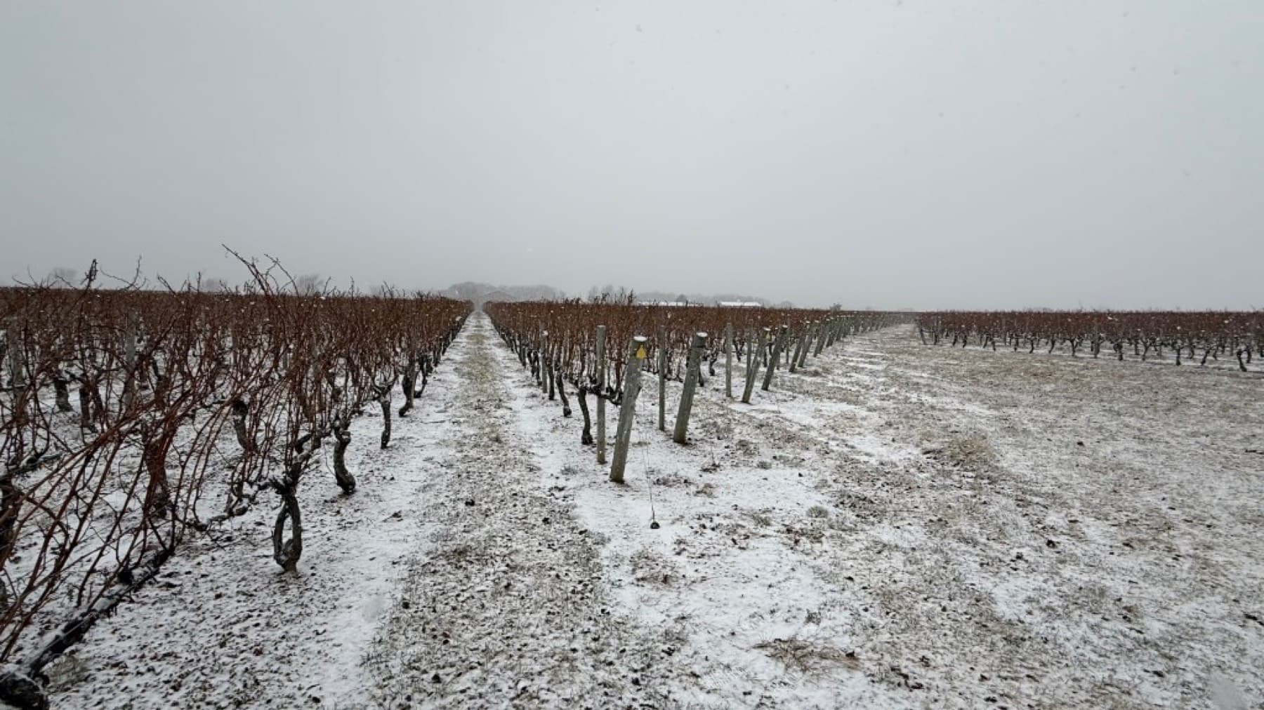 THEO Vineyard — photo 4