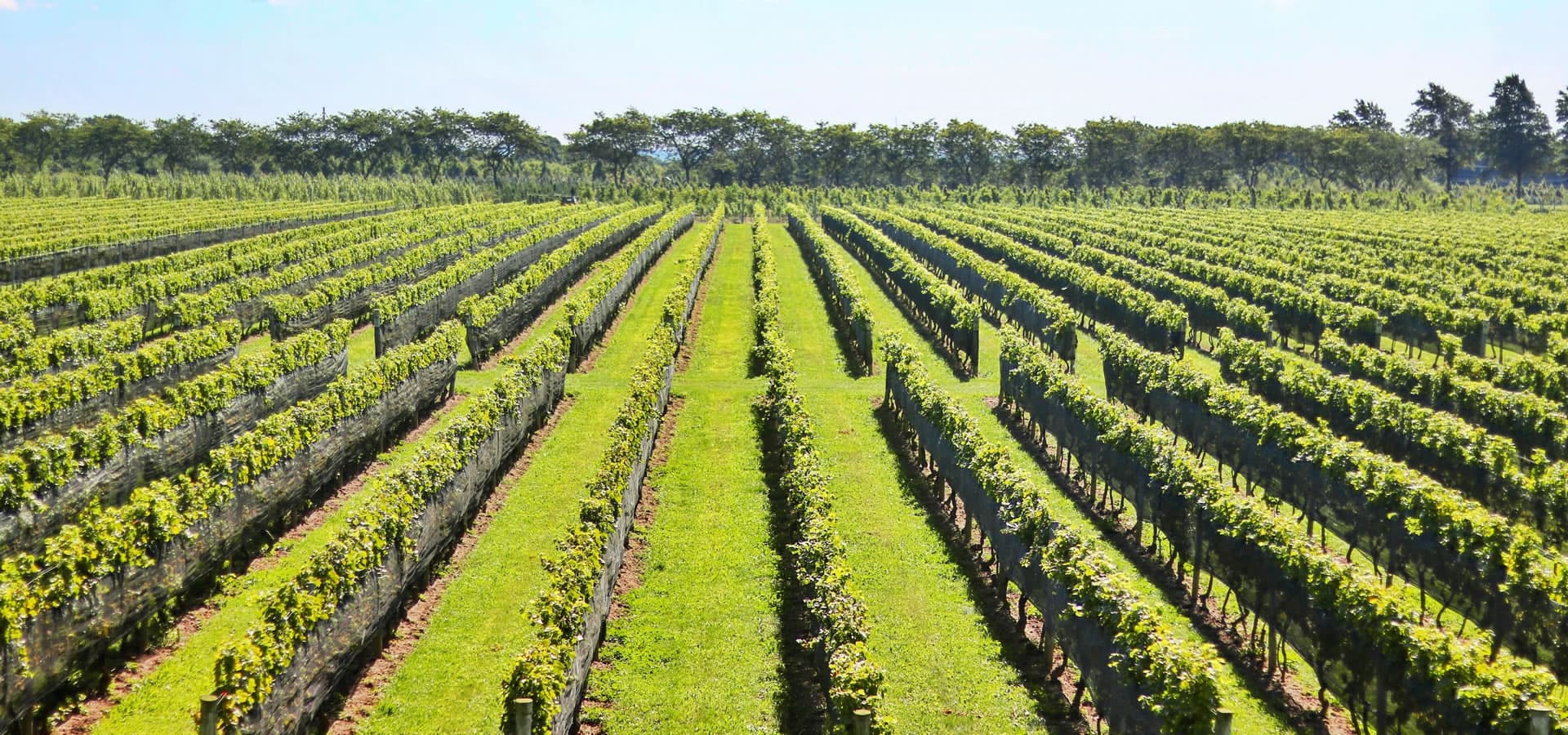 Netted vine rows on Oregon Road in Cutchogue under summer sun