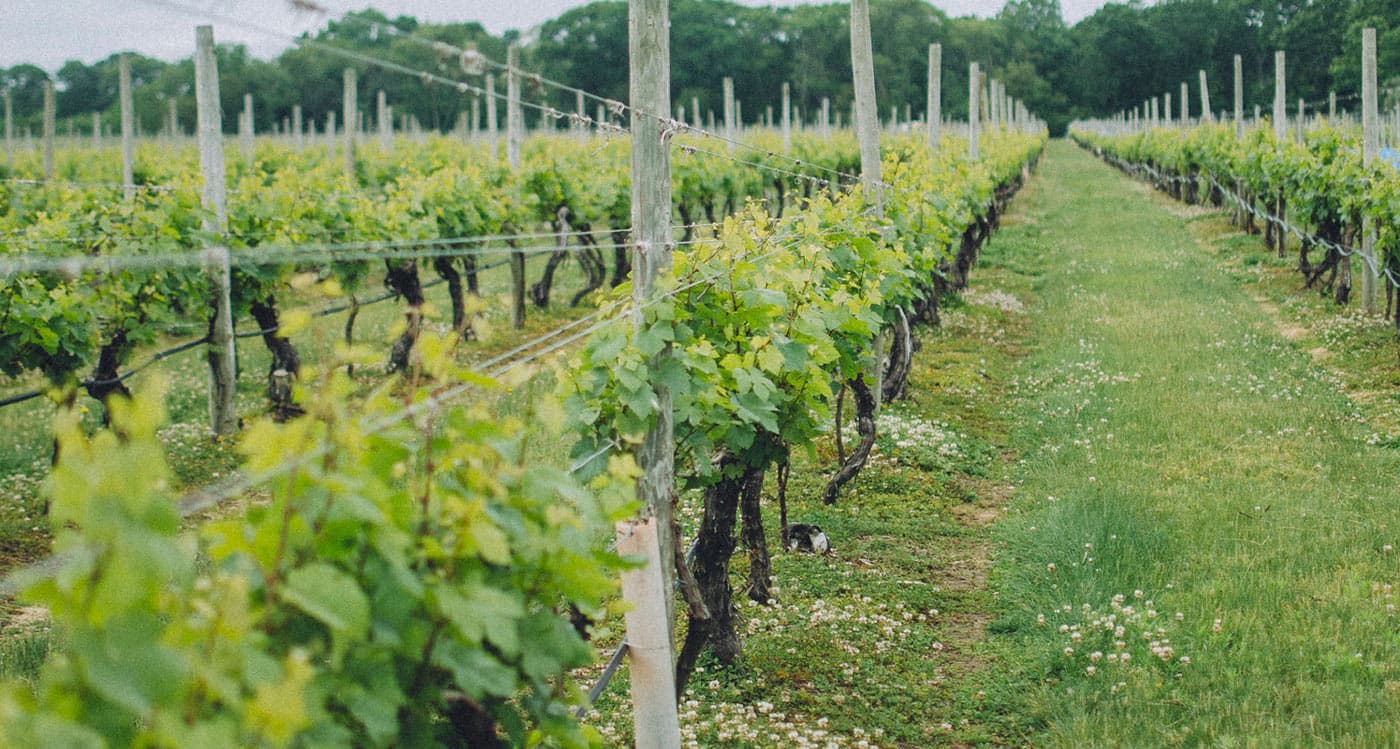 Vineyard rows at Ev&Em Vineyards in Laurel