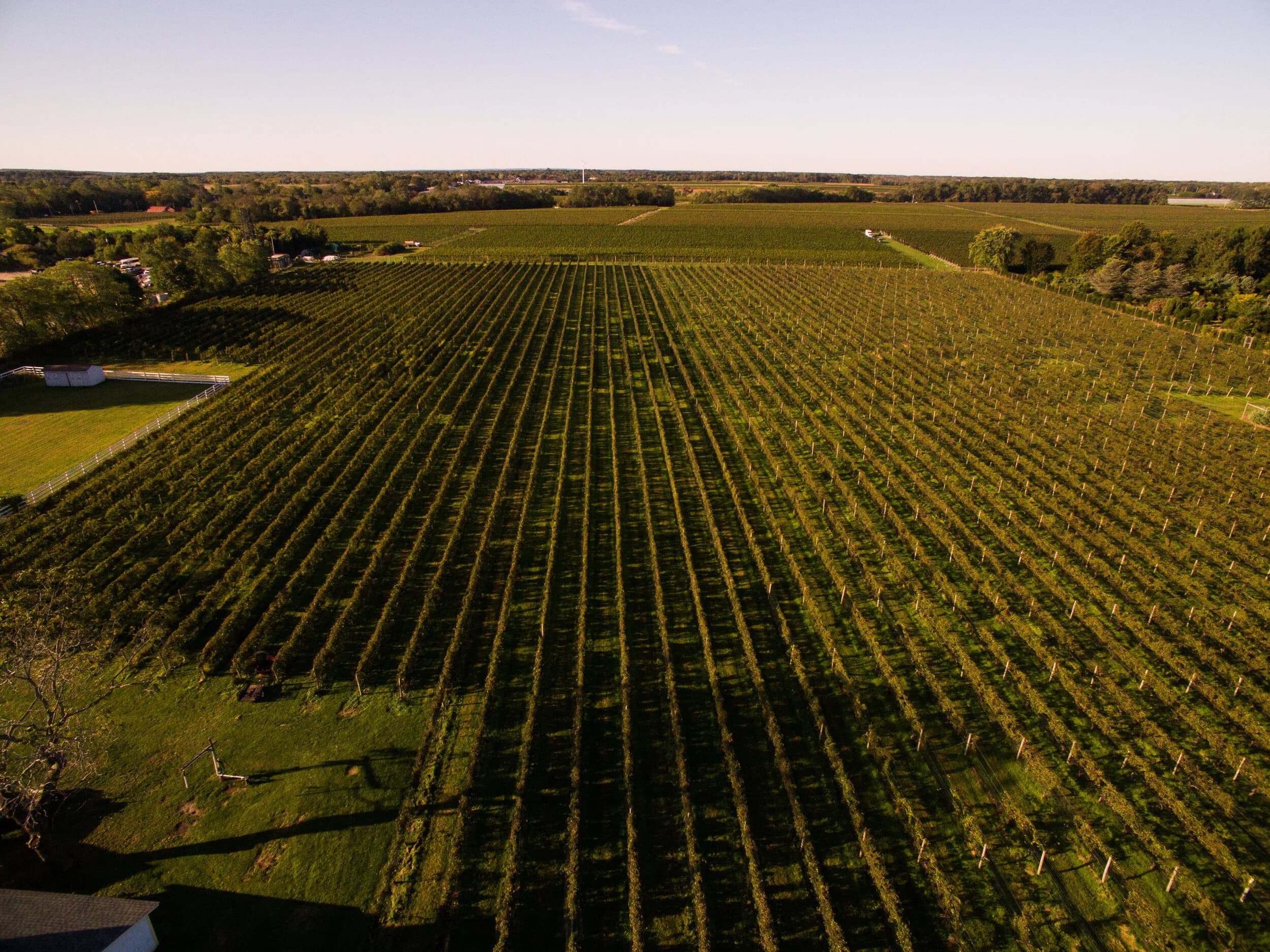Vineyard rows seen from above at Sannino Vineyard