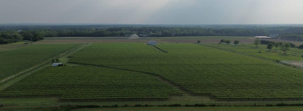 Aerial view of THEO Vineyard rows in Jamesport